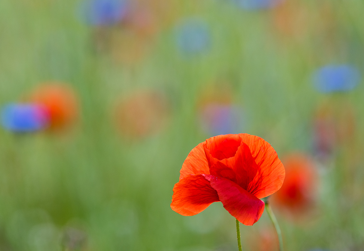 rot-weiß-blau-0689.jpg