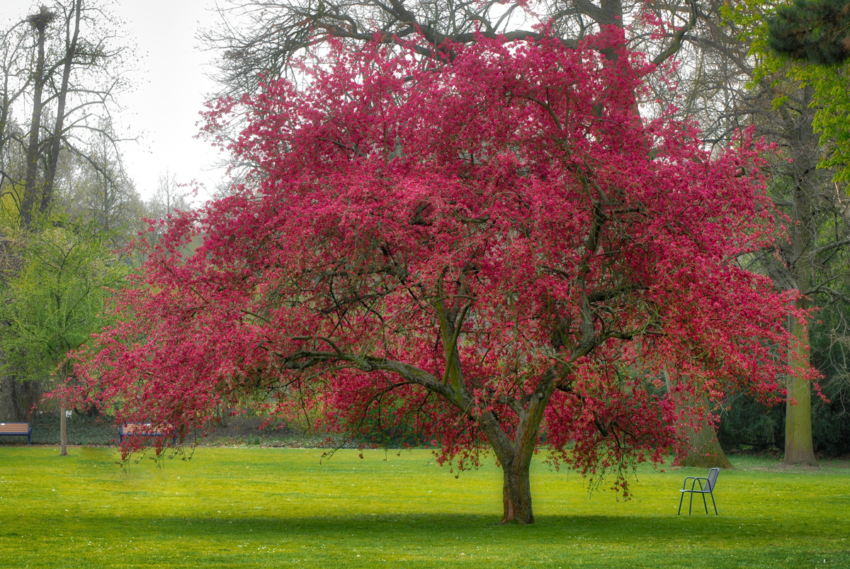 roter_baum.jpg