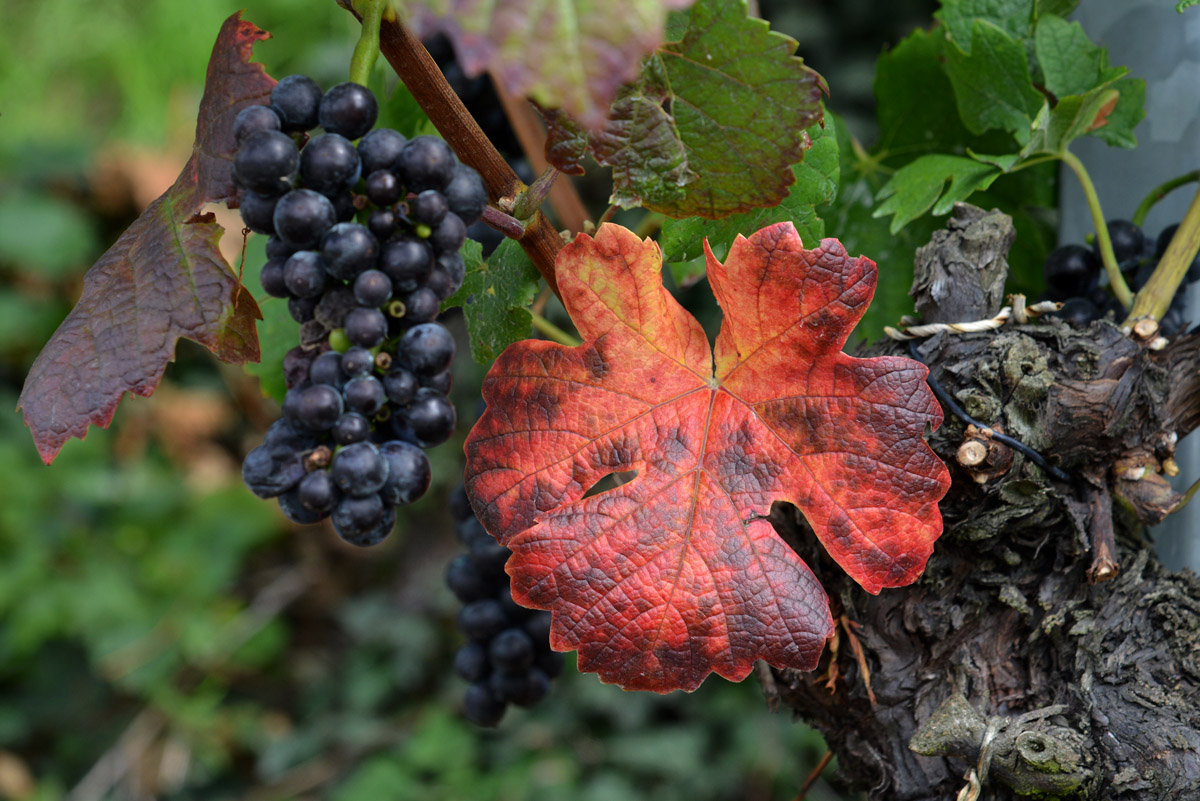 rotwein_1200.jpg