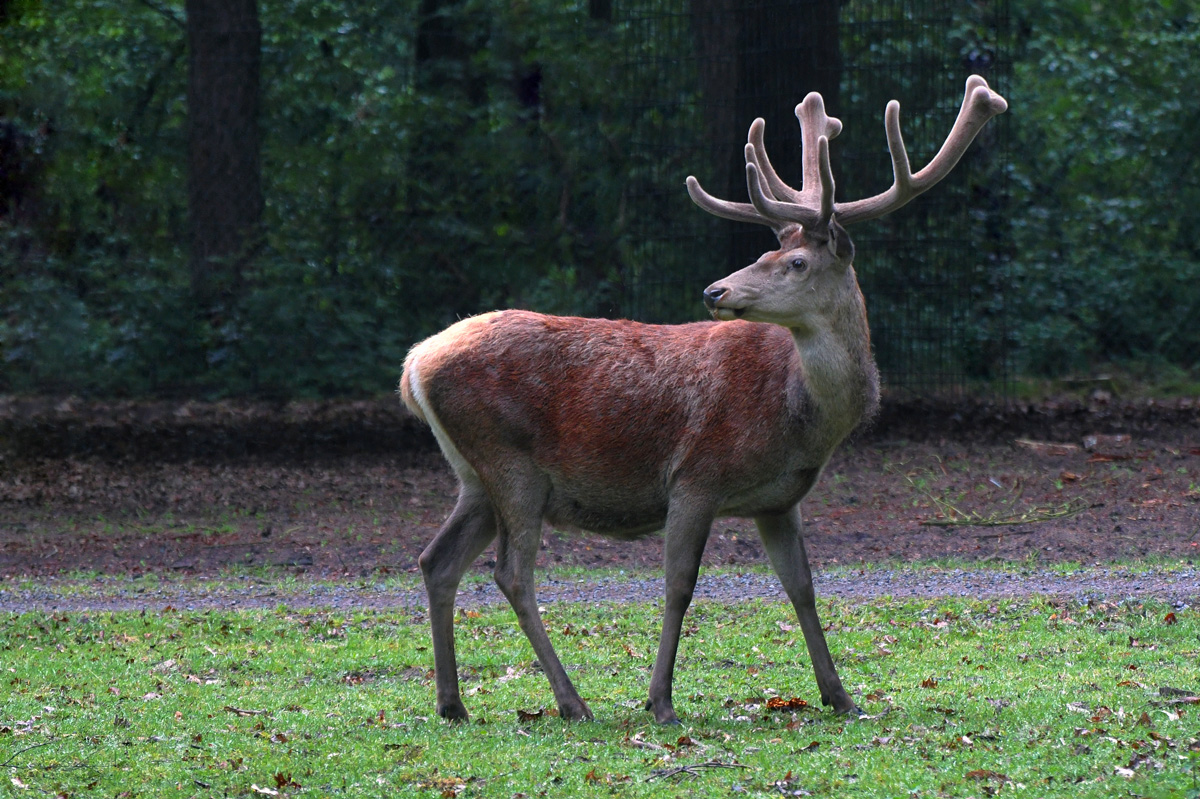 rotwild_02.jpg