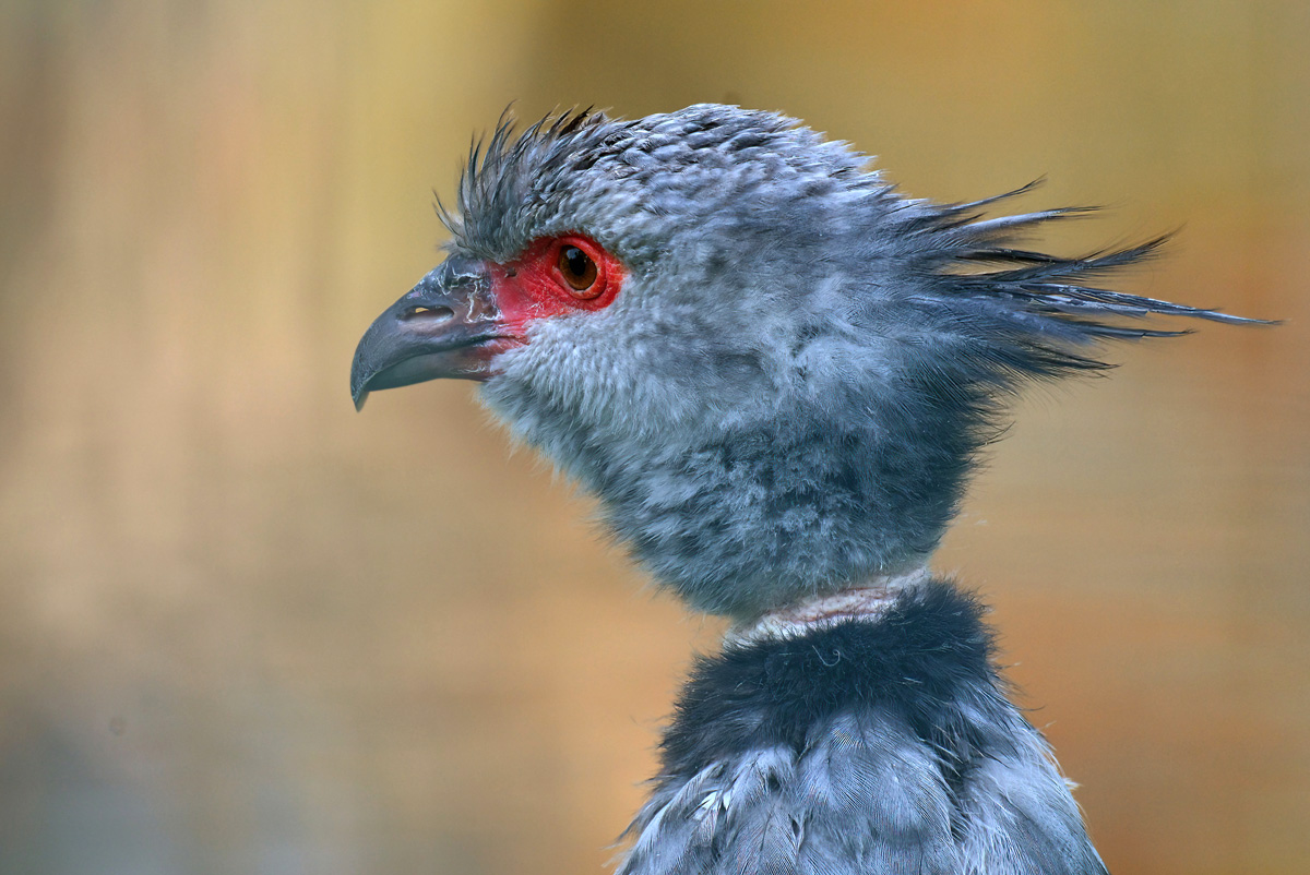 schicke frisur_1200.jpg