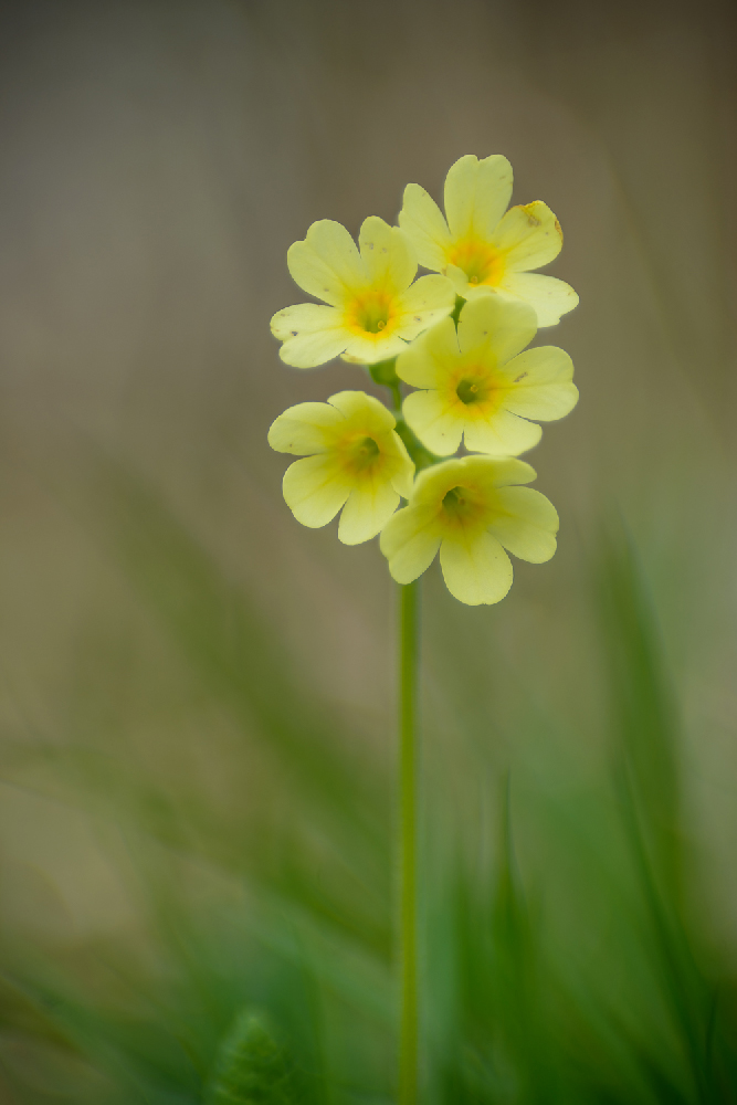 Schlüsselblume