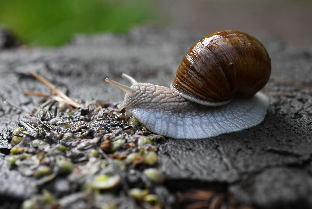schnecke_nach_regen.jpg