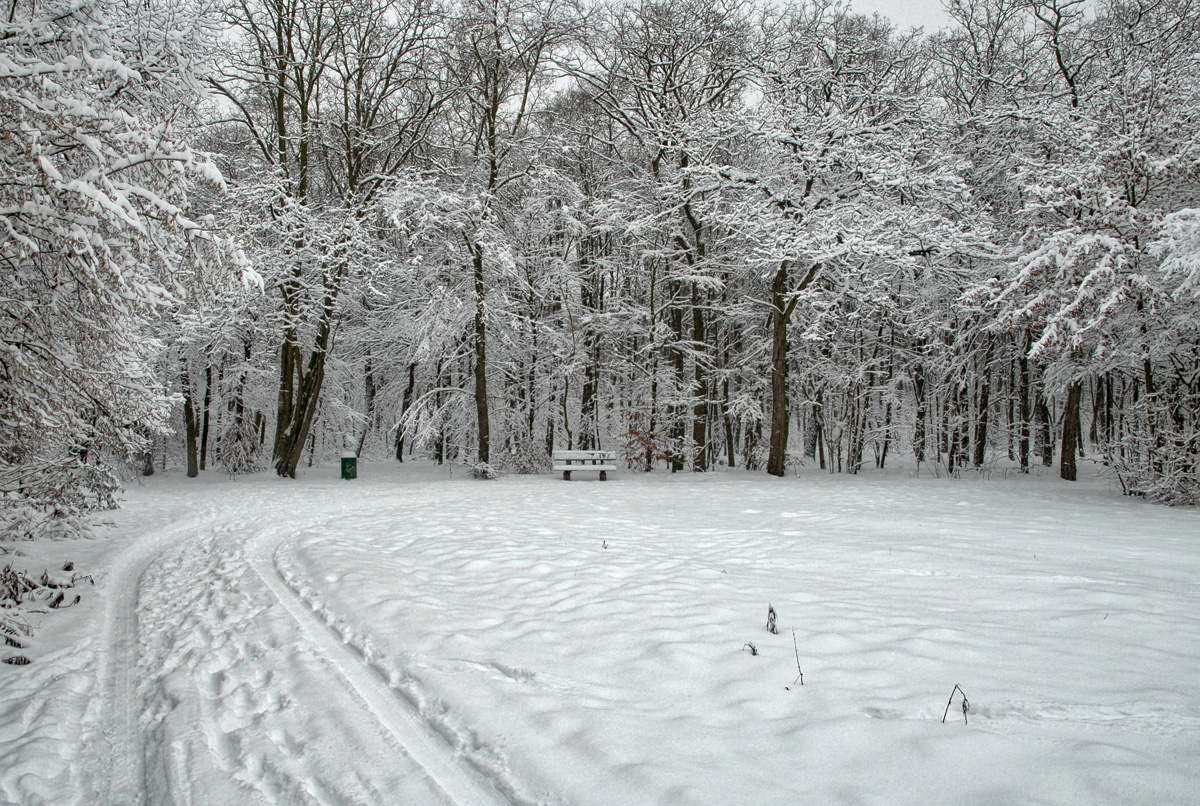 schnee_im_Wald.jpg