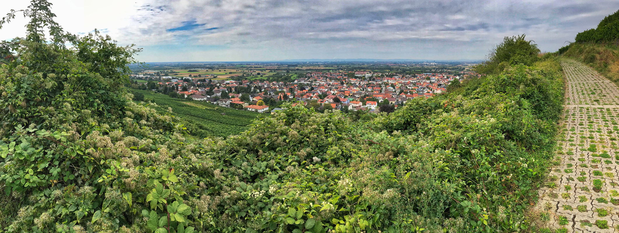 schriesheim_rheinebene_802.jpg