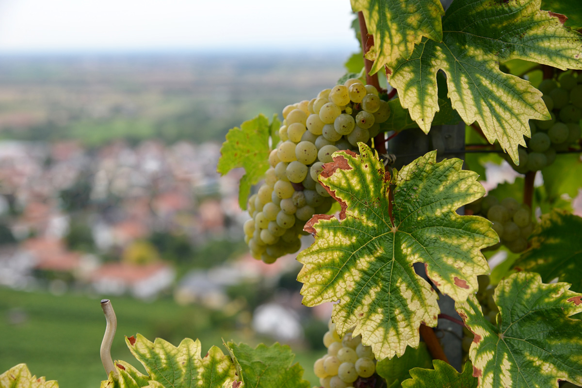 schriesheimer_wein.jpg