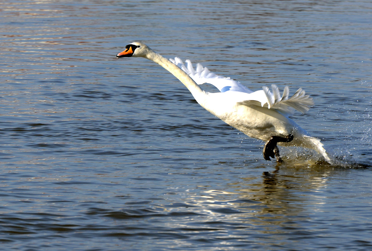 schwan_ladenburg.jpg