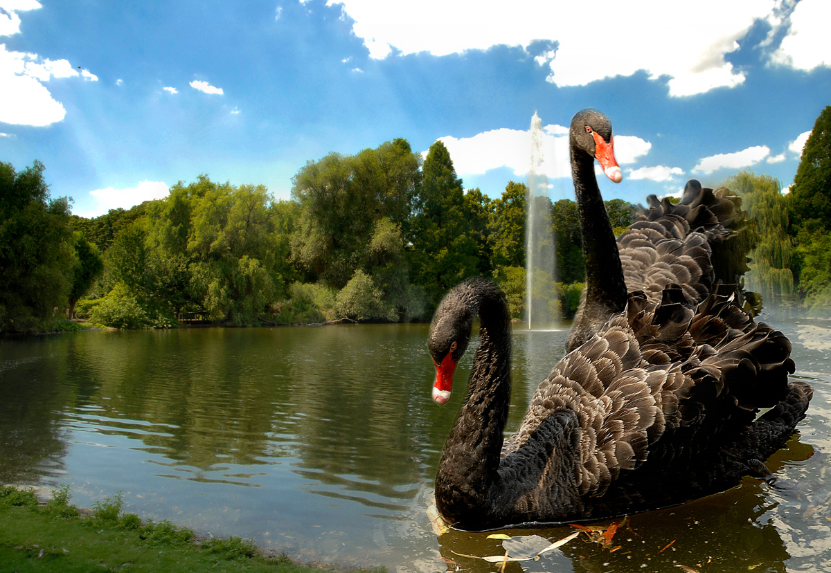 schwanen_see_1200.jpg