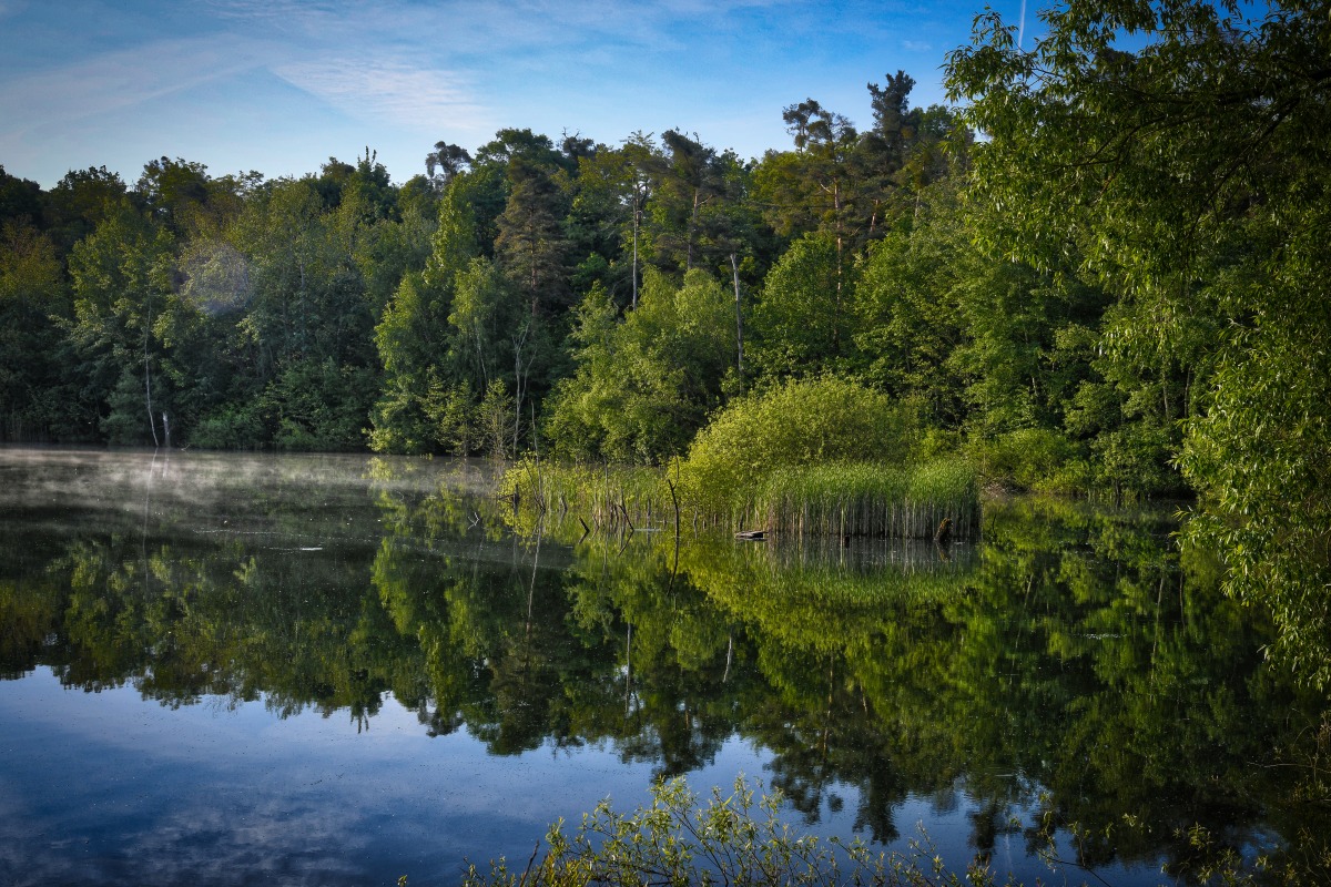 see_im_wald_02.jpg