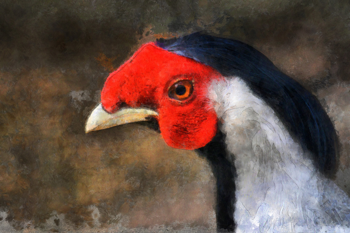 silberfasan_Cezanne__1200.jpg