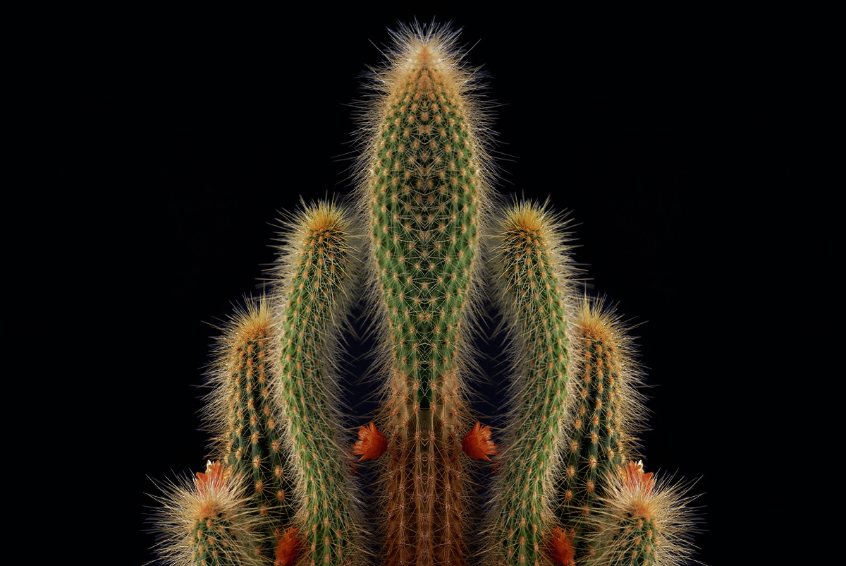 Sommer Sonne Kaktus_1200.jpg