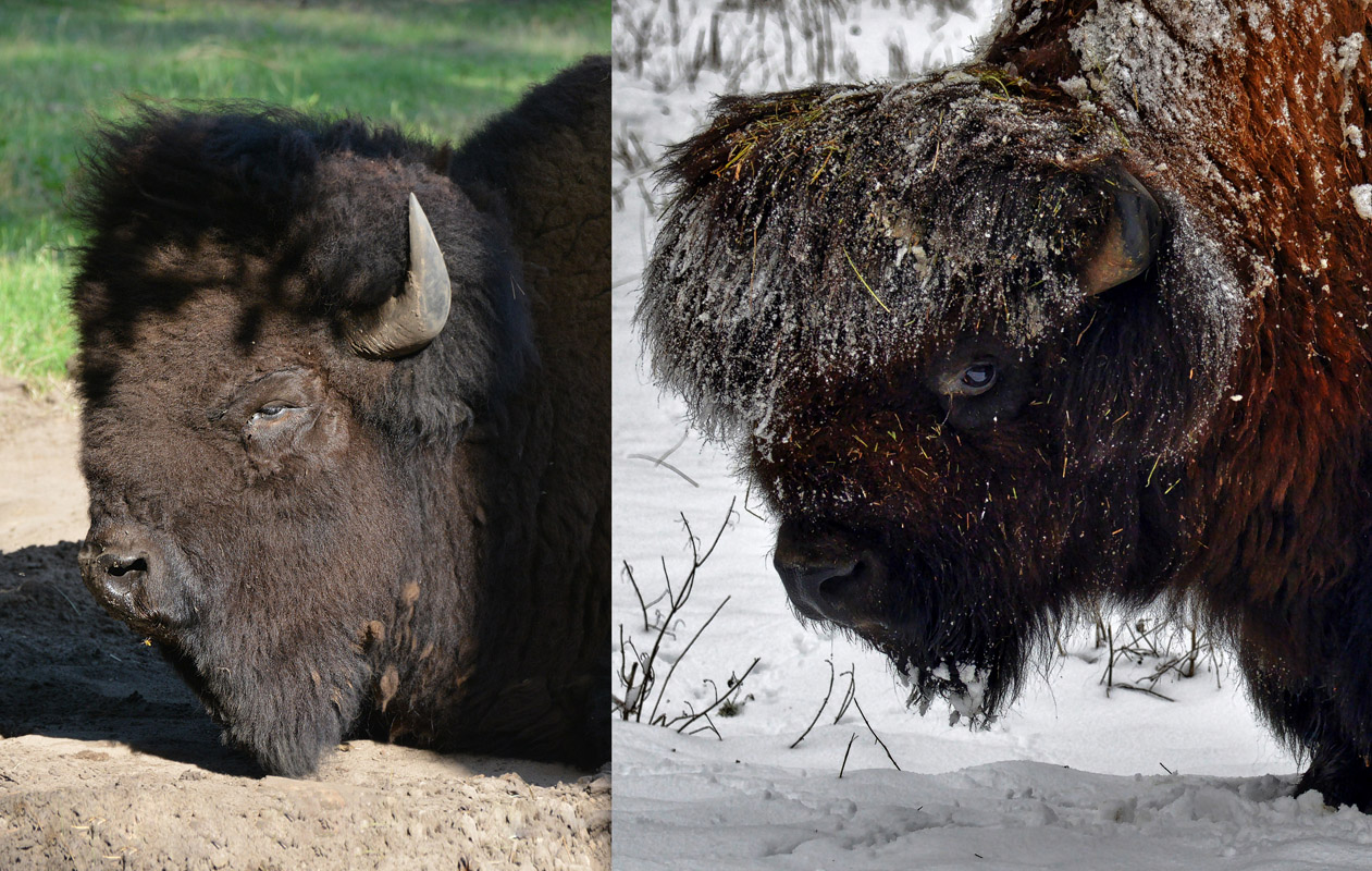 sommer_winter_bison_1200.jpg