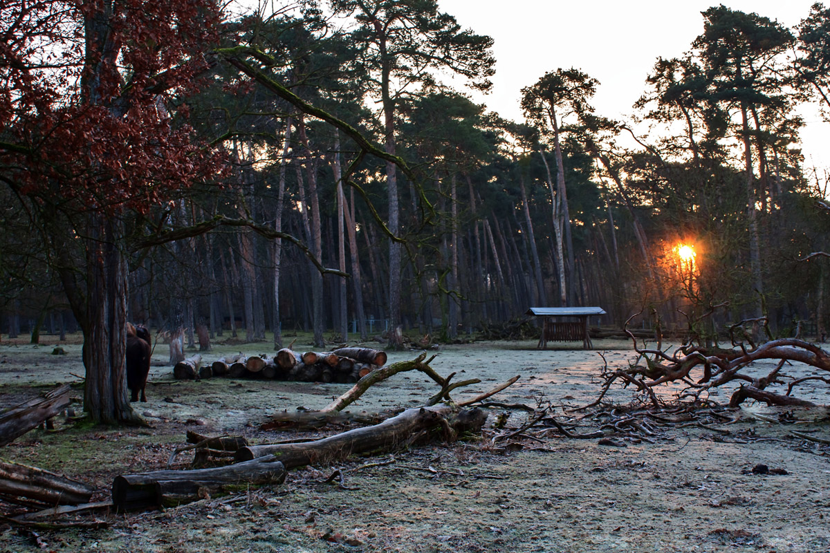 sonnenaufgang_bison.jpg