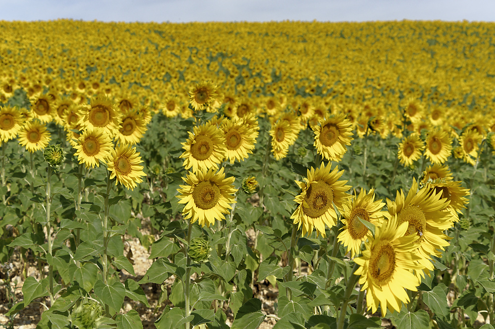 Sonnenblumenfeld.jpg