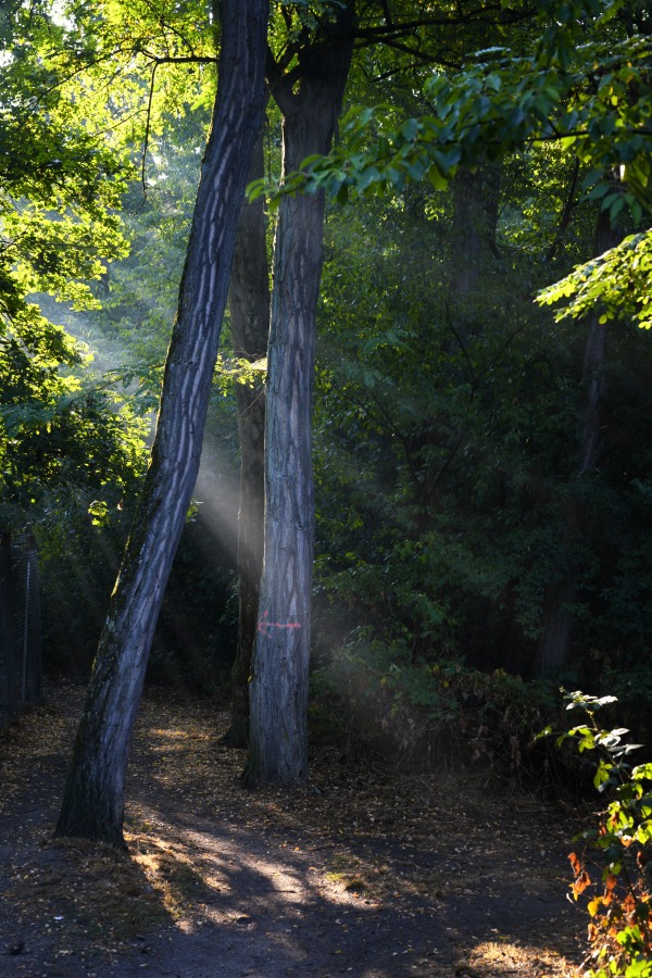 sonnenstrahlen_wald.jpg