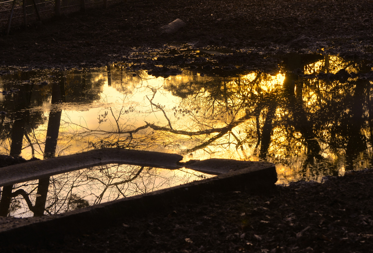 spiegelung_wald.jpg