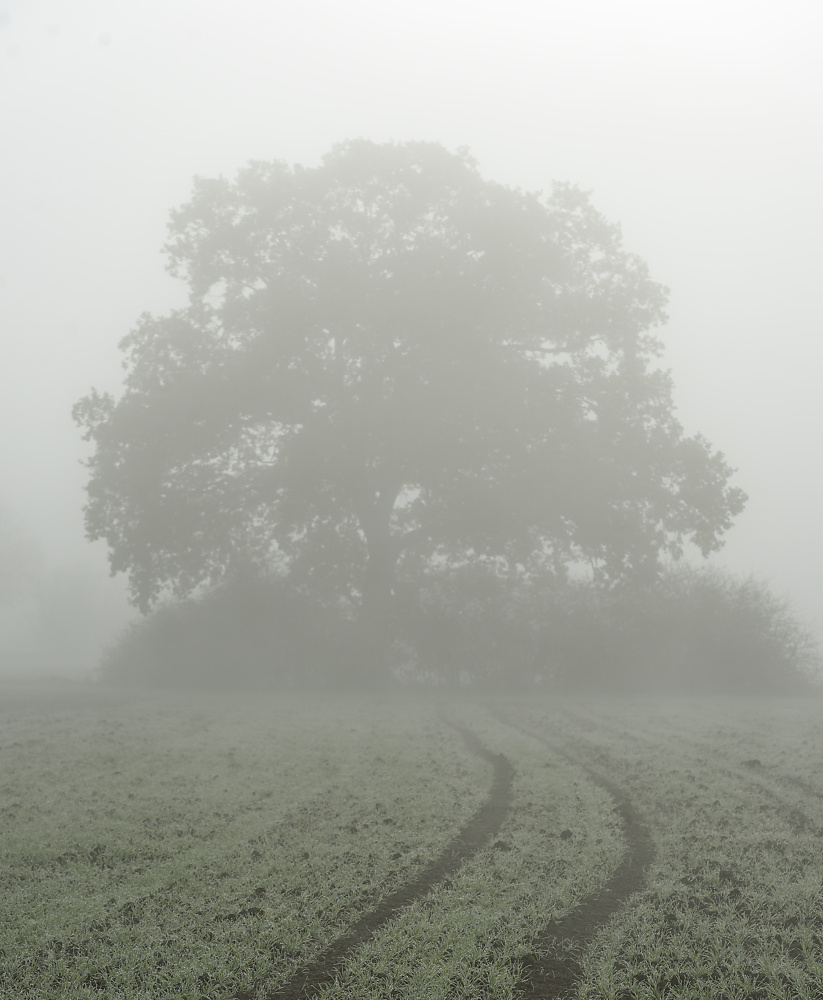 Spur zum Baum.jpg