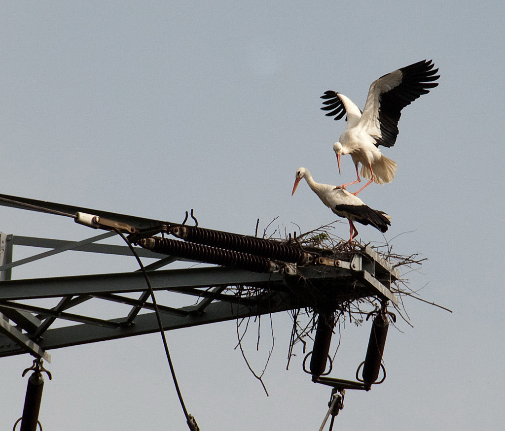 Storch2