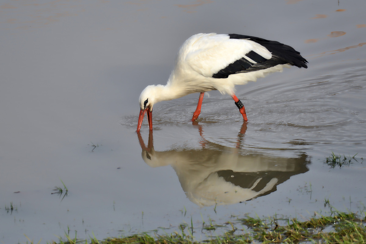 storch_1200.jpg