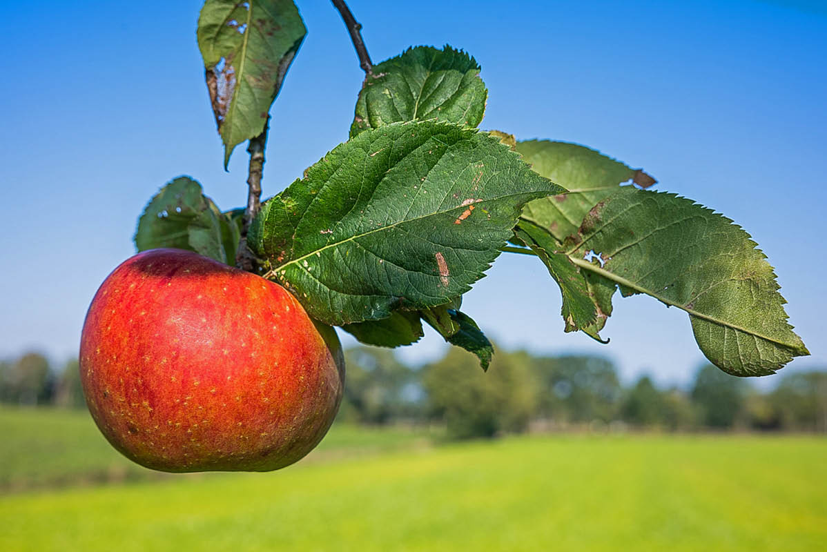 Straßenapfel groß.jpg