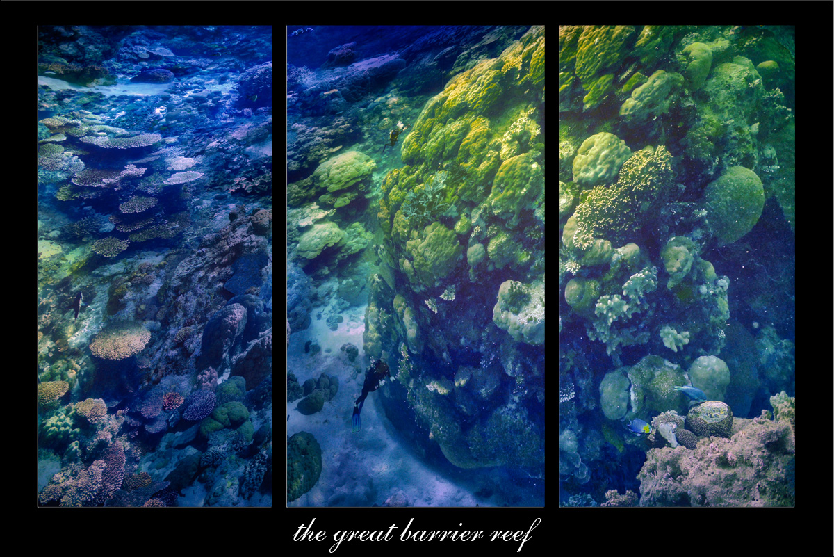 the great barrier reef.jpg