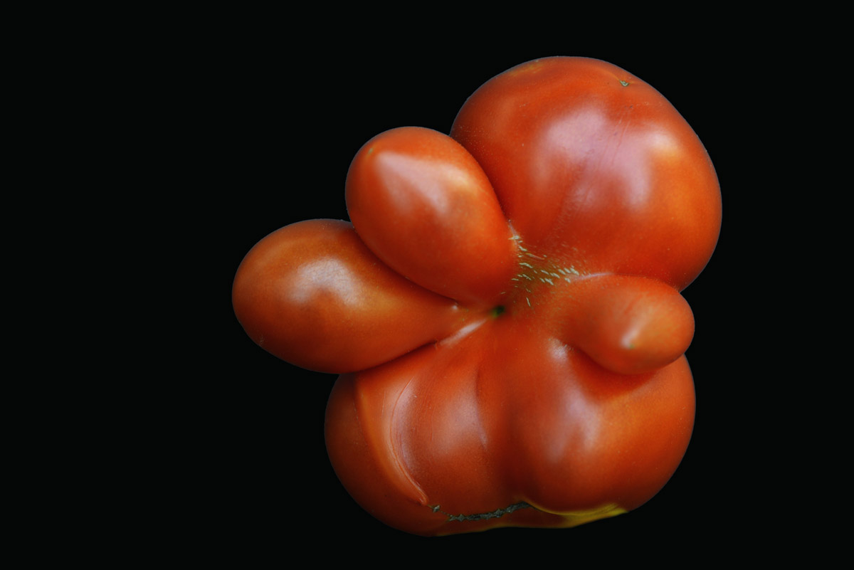 tomate_1200.jpg