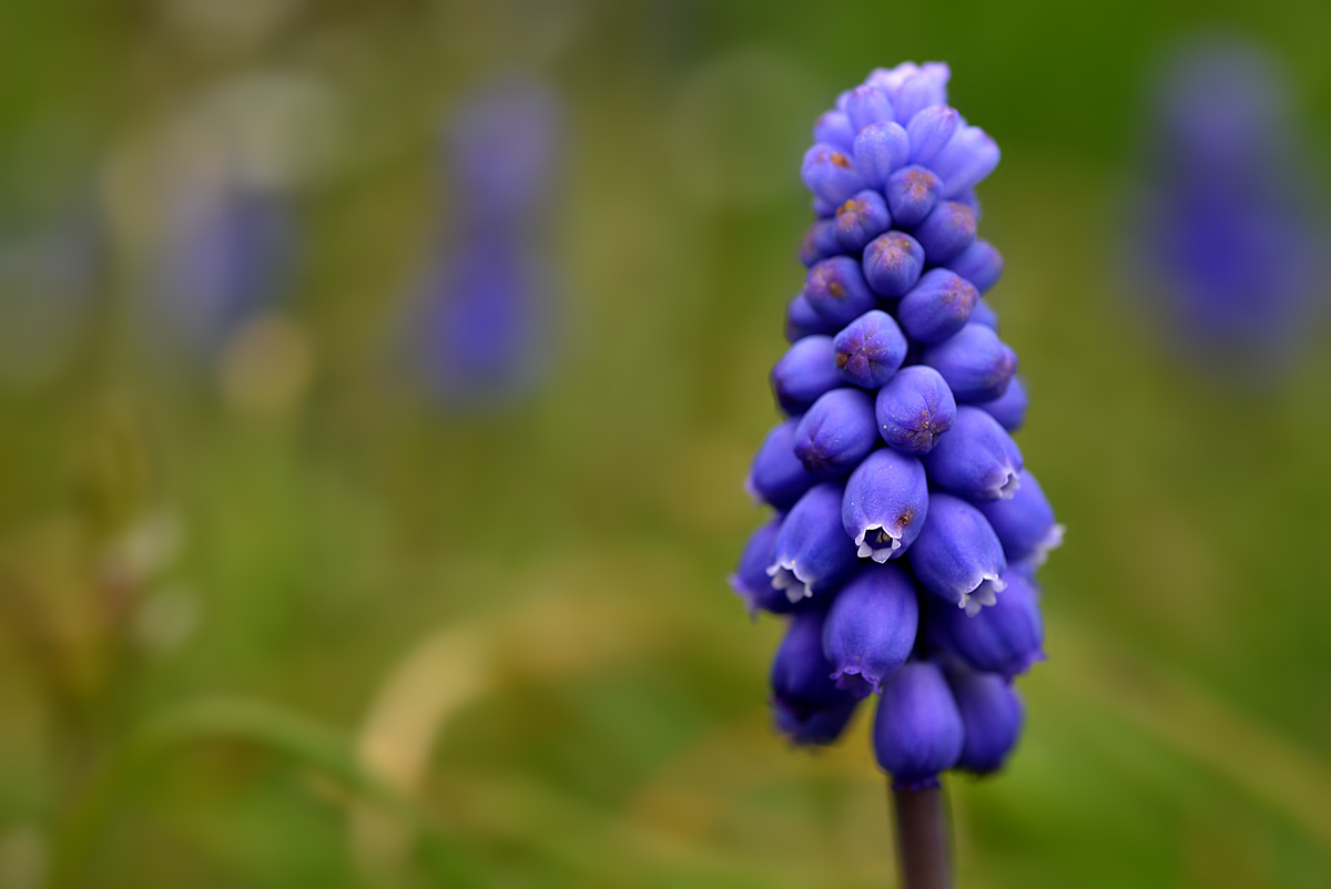 Traubenhyazinthe_1200.jpg