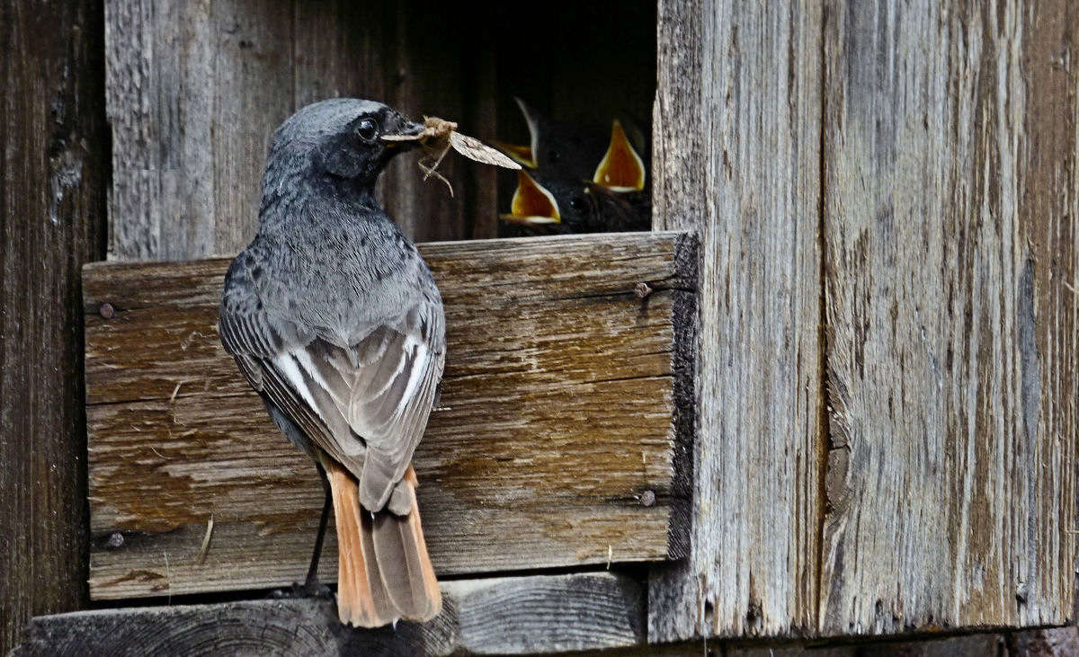 Und dann konnte ich Herrn Hausrotschwänzchen  übers Dach an seiner Bruthöhle entdecken. Dafür ...jpg