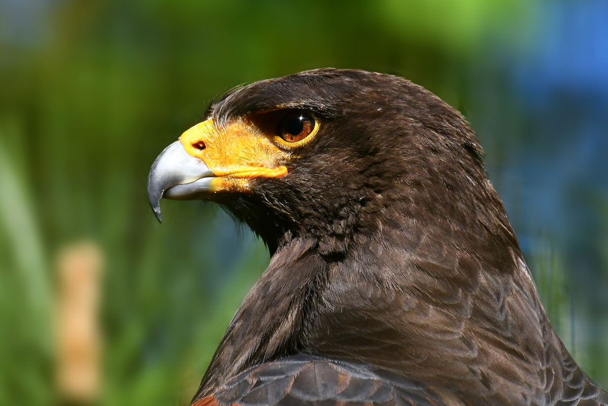Wüstenbussard_02.jpg