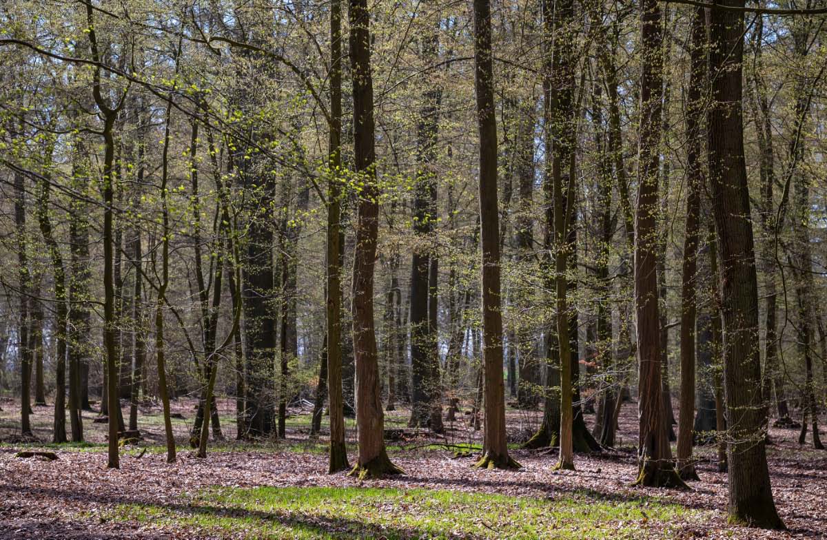 Wald im Vorfrühling.jpg