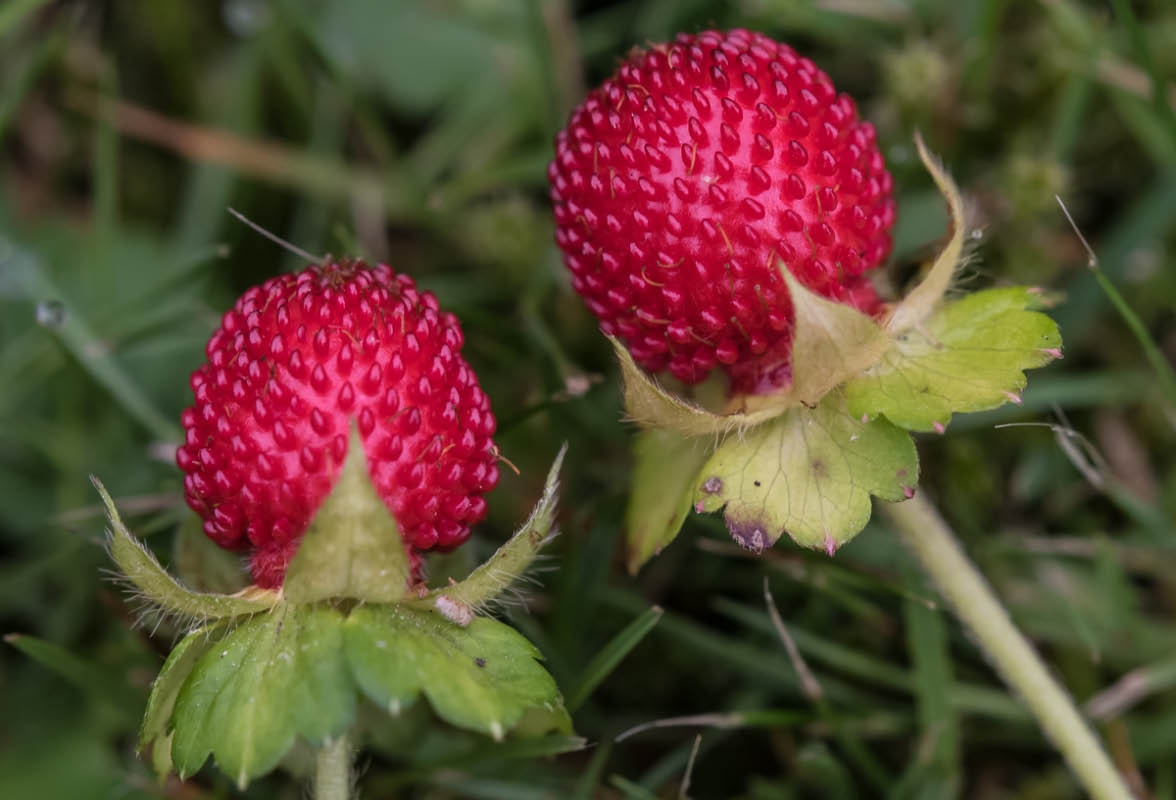 Walderdbeeren (1 von 1).jpg