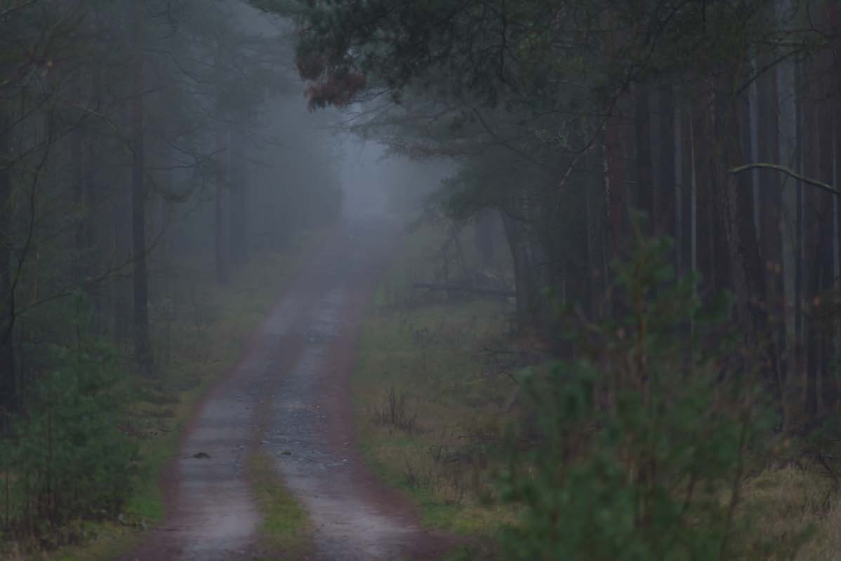 Waldnebel (1 von 1).jpg