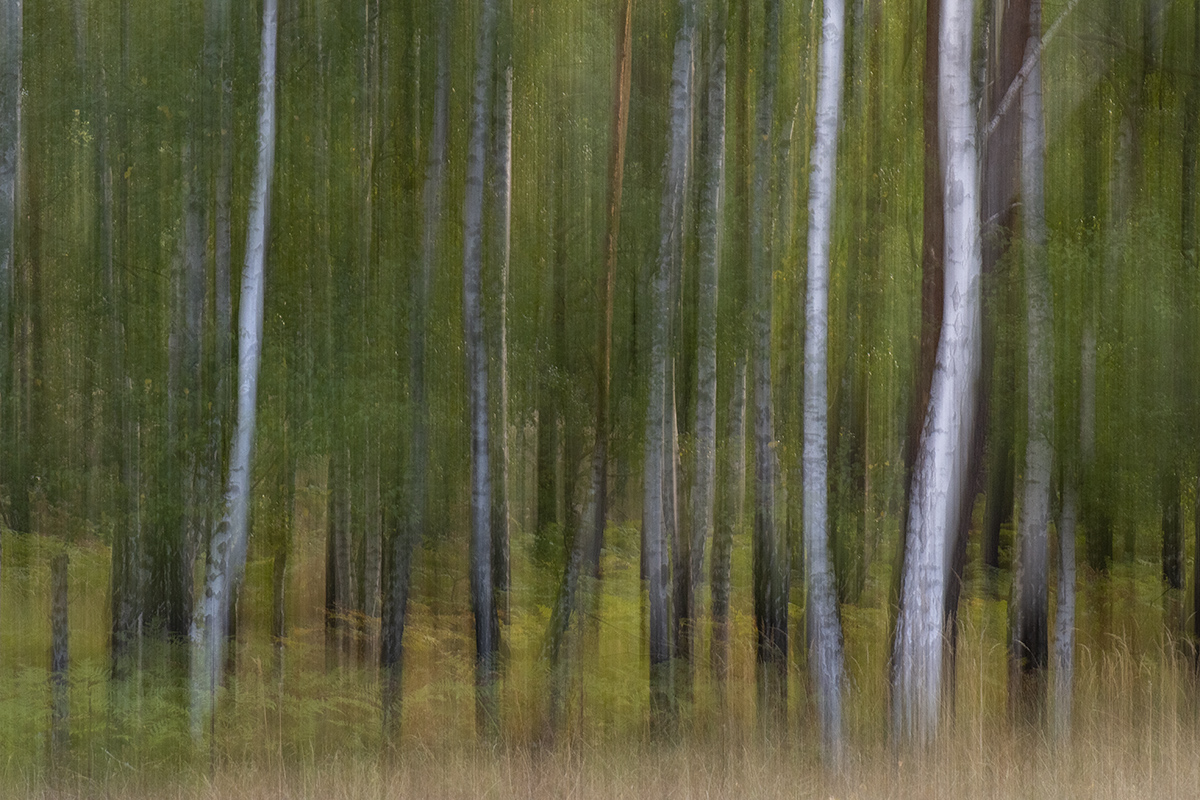 waldwischer.jpg