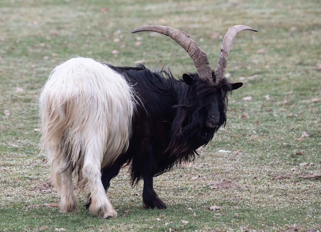 Waliser Schwarzhalsziege.jpg