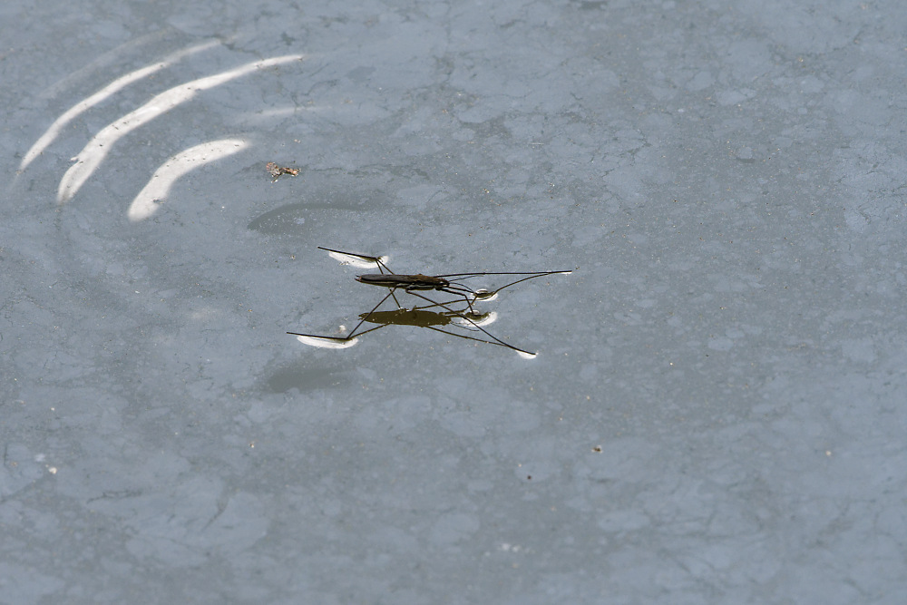 Wasserläufer.jpg
