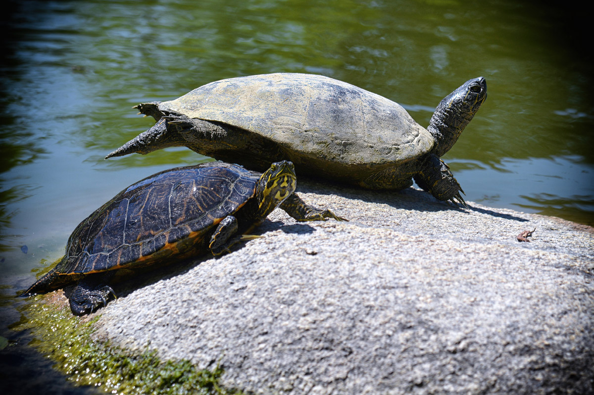 wasserschildkröte_1200.jpg