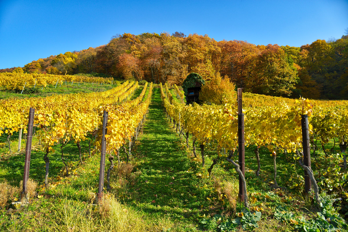wein_anbaugebiet.jpg