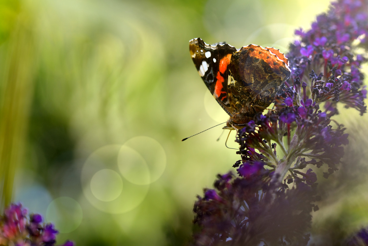 Welche Kraft und Anmut strömt aus 2 Gramm Schmetterling.jpg