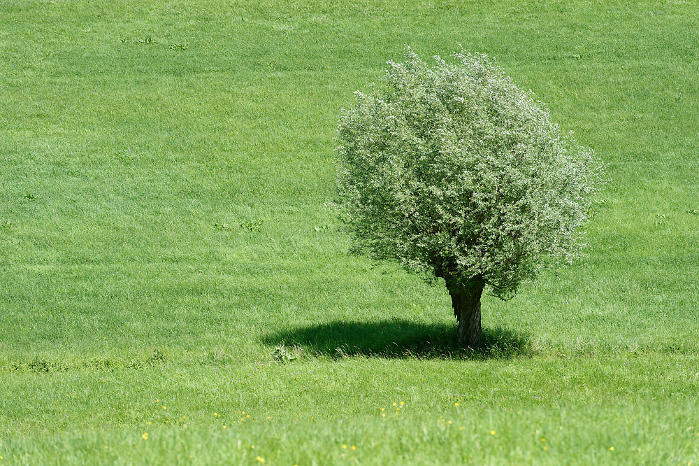 Wiesenbaum.jpg