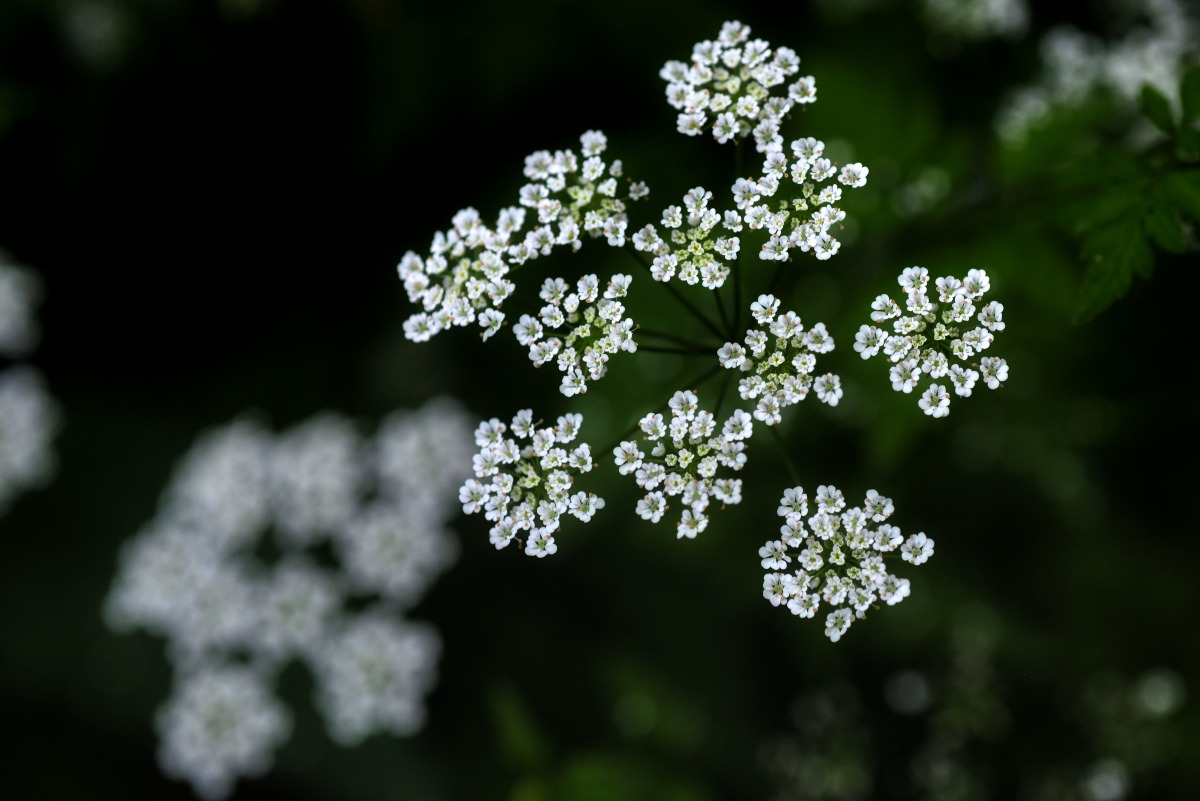 Wiesenkerbels.jpg