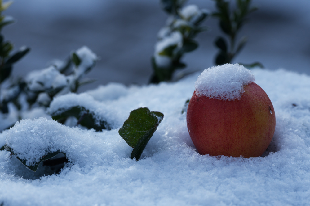 Winterapfel.jpg