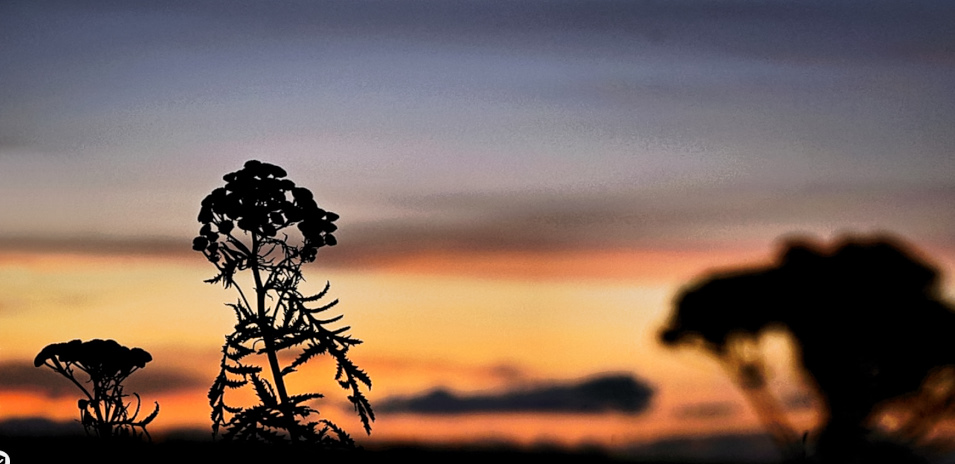 Zartes im Nachglühen 2023-.jpg