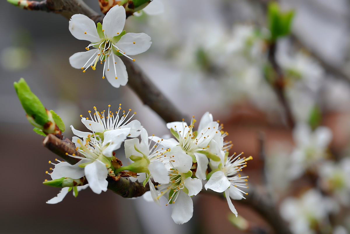 zwetschkenblüte_1200.jpg