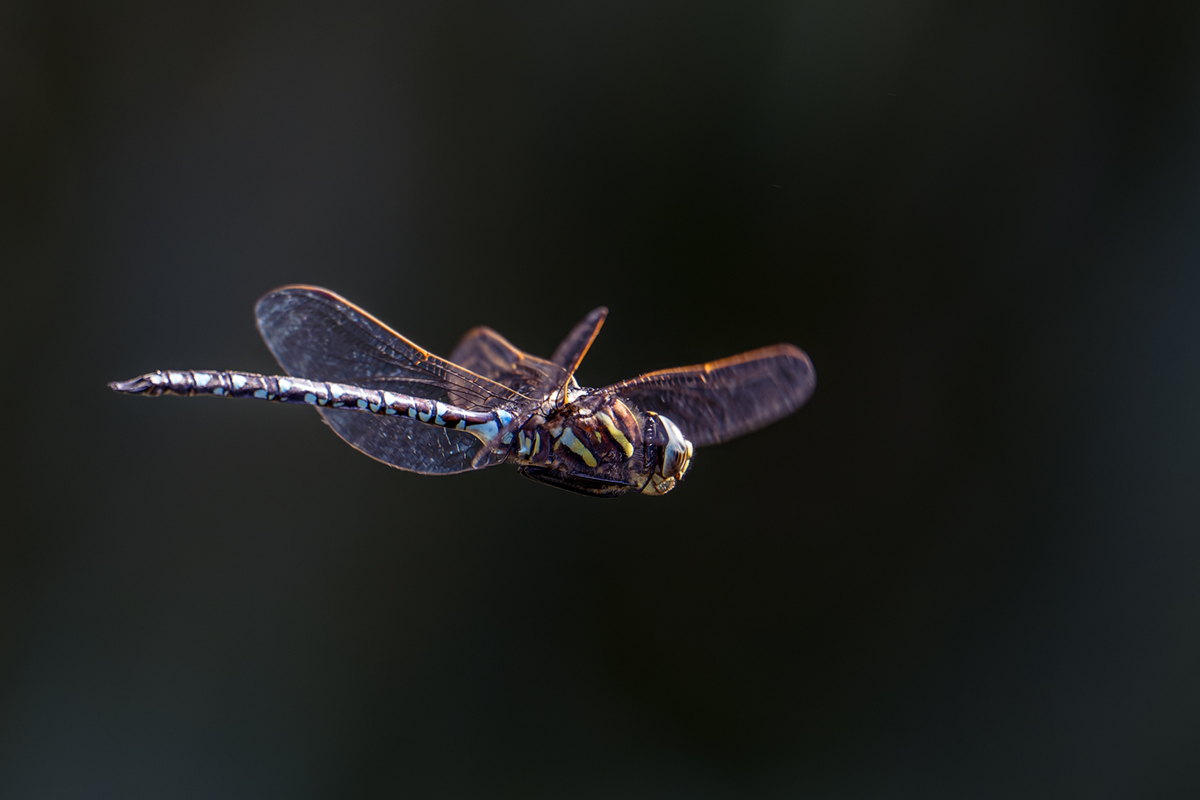 20260902_NZ9_0600_DPXNF.jpg